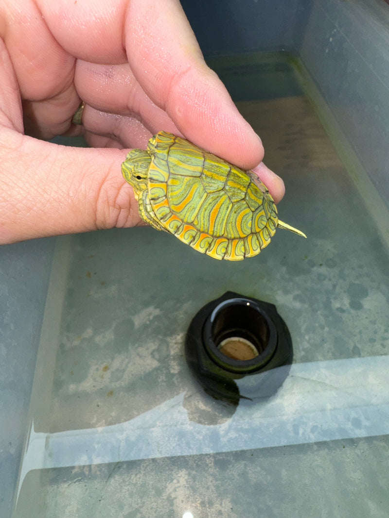 Hi Red Line Bred Pastel Red Eared Slider Turtle 2024