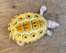 Albino Ornate Diamondback Terrapin Female