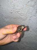 Hi White Concentric Diamondback Terrapin 2024