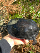Black Marsh Turtle Adult Pair