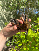 Loggerhead Musk Turtle Adult Pair