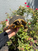 Red Foot Tortoise Adult Female
