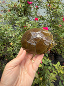 Yellow Mud Turtle Adult Pair