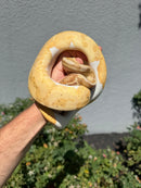 Banana Ball Python Mixed Morph Male