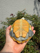 Concentric Diamondback Terrapin Adult Female