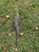 Blue Tegu Adult Male Breeder