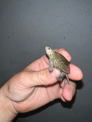 Concentric Diamondback Terrapin 2023 (Malaclemys terrapin)