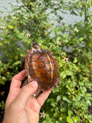 Spiny Hill Turtle CB 2025