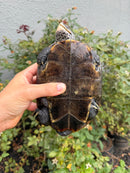 Adult Mississippi Diamondback Terrapin Female