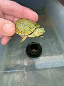 Hi Red Line Bred Pastel Red Eared Slider Turtle 2024