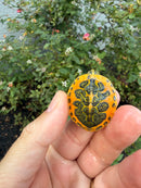 Golden Flame Florida Red Bellied Turtle 2026