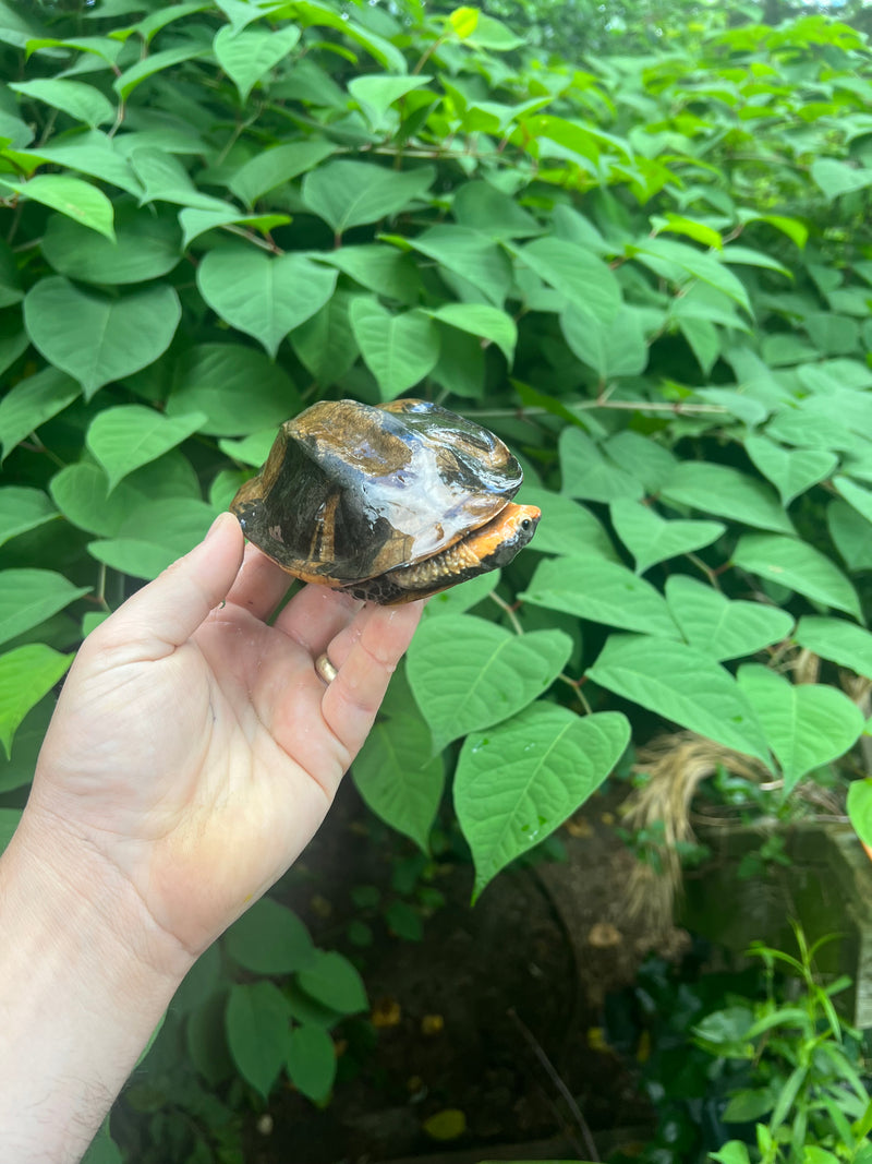 Twist-necked Turtle LTC Male