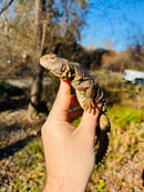 Super Red Niger Uromastyx Adult Pair