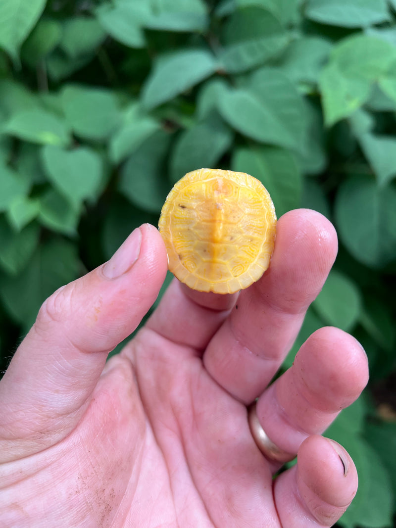 Paradox Albino Red Eared Slider Turtle  2024