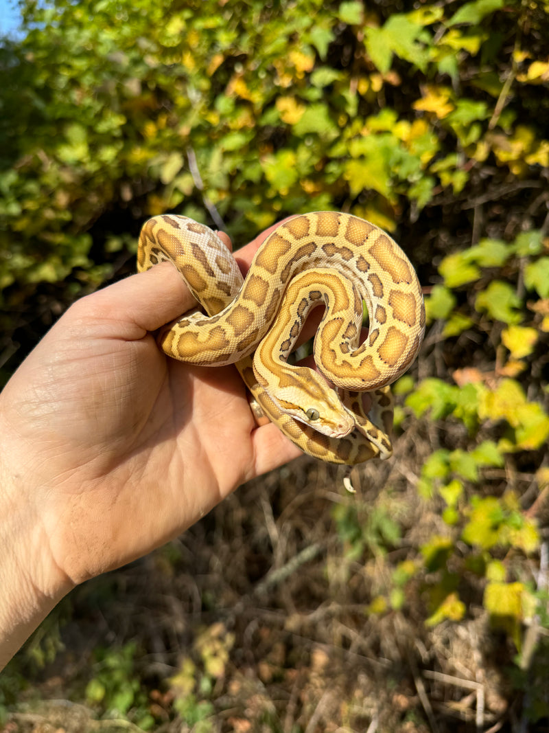 Hypo Burmese Python Male