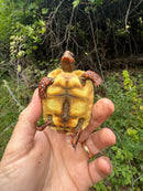 Cherrybomb Red Foot Tortoise Baby 2025