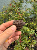 Alligator Snapping Turtle X Florida Snapping Turtle