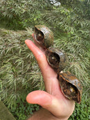 Stripe-necked Musk Turtle Adult Trio