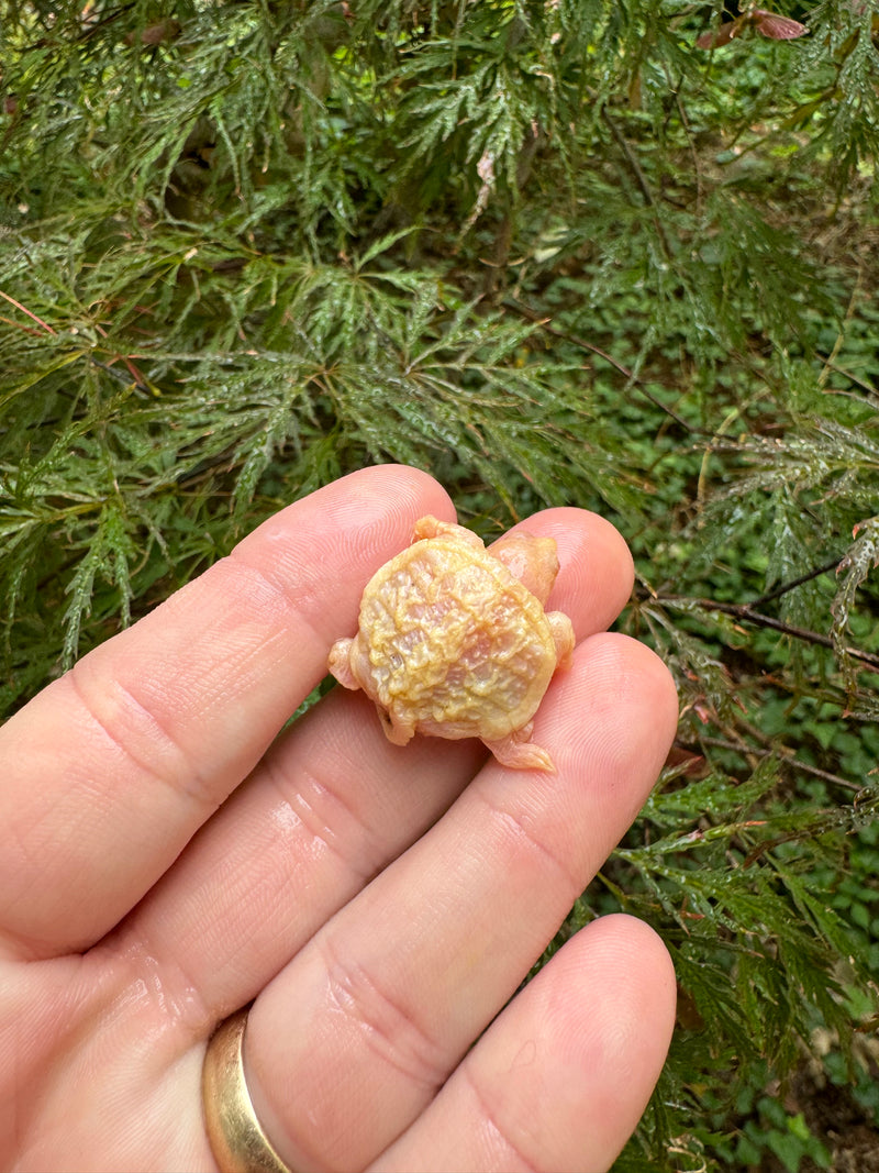 Baby Albino Common Snapping Turtle (DWARF) (Chelydra serpentina)