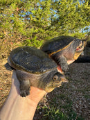 Vampire Musk Turtle Adult Pair