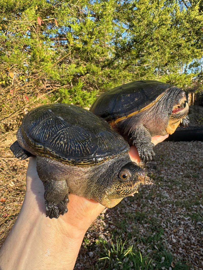 Vampire Musk Turtle Adult Pair