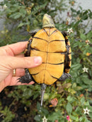 Franco-Italian Pond Turtle Adult Female