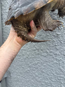 Florida Snapping Turtle Adult Female