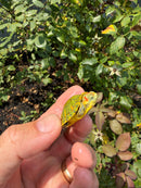 Pastel Clown Red Eared Slider Turtle