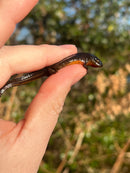 Penninsula Newts (Notophthalmus viridescens piaropicola)