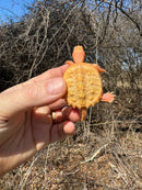 Baby Albino Common Snapping Turtle Female