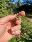 Yellow Flame Baby Florida Red Bellied Turtle