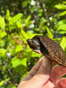 Loggerhead Musk Turtle Adult Pair