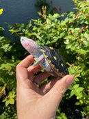 Ornate Diamondback Terrapin Female