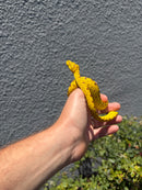 Biak Green Tree Python Yellow Neonate