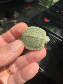 Pastel Clown Red Eared Slider Turtle 2025