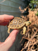 Leopard Tortoise 2024