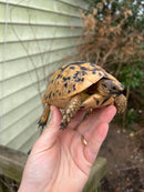 Jordanian Golden Greek Tortoise Female