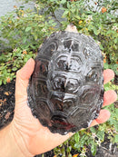 Northern Diamondback Terrapin Adult Female