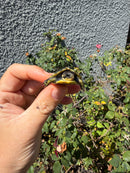 HI YELLOW Florida Box Turtle