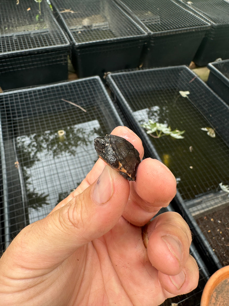 Razor backed Musk Turtle X Stinkpot Musk Turtle Hybrid Baby 2024