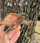 Spiny Hill Turtle CB 2024