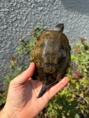 Franco-Italian Pond Turtle Adult Male