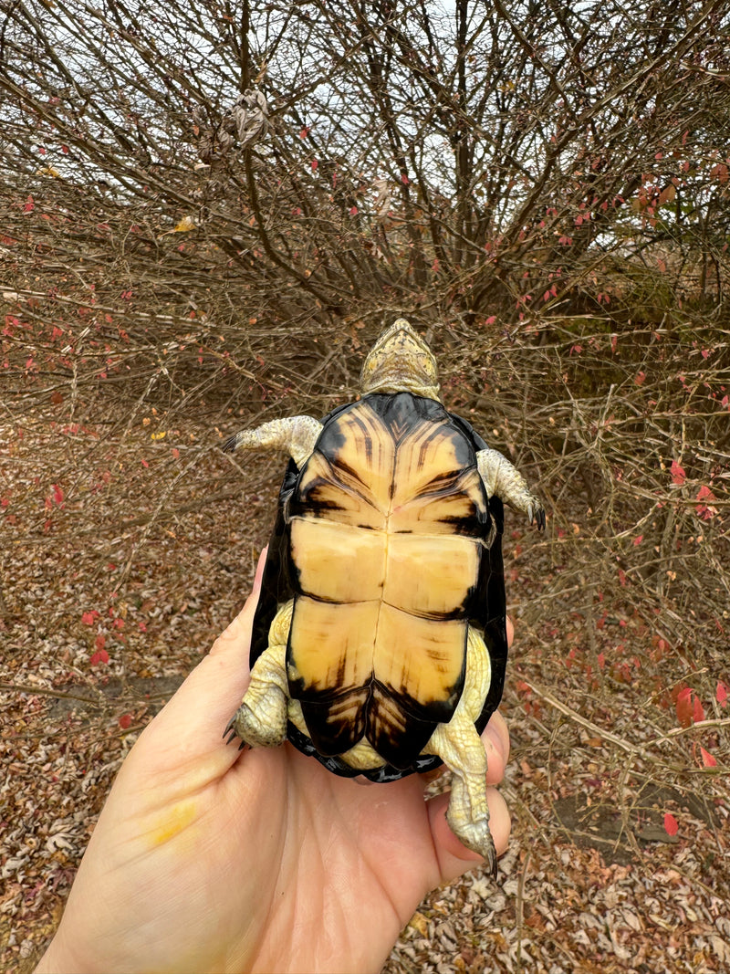 African Dwarf Mud Turtle Adult Female