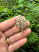 Albino Florida Snapping Turtle 2024