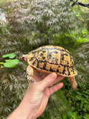 Libyan Greek Tortoise Adult Female