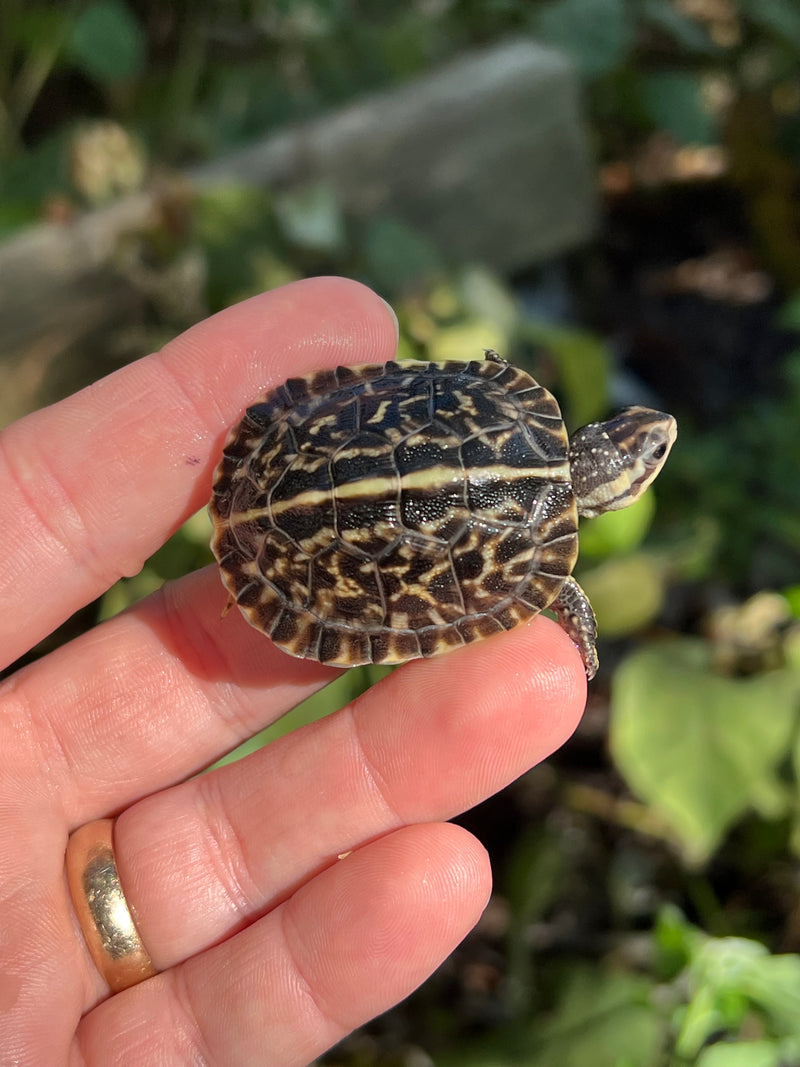 HI YELLOW Florida Box Turtle Baby