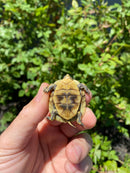 HI YELLOW Florida Box Turtle
