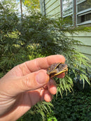 Hi Color Orange Baby Eastern Box Turtle