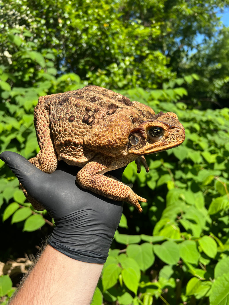 Suriname Giant Marine Toad Female