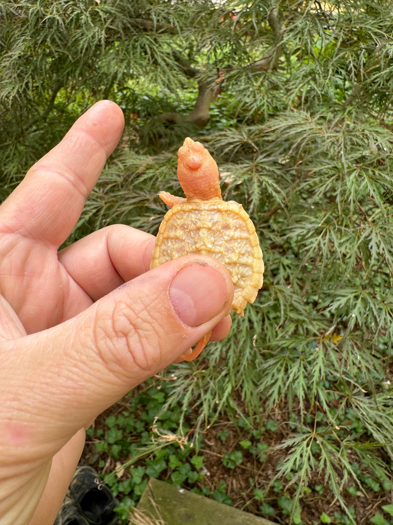 Baby Albino Common Snapping Turtle (Nipple Head) (Chelydra serpentina)